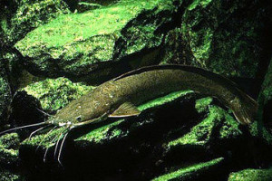 Clarias gariepinus