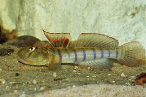 Awaous flavus