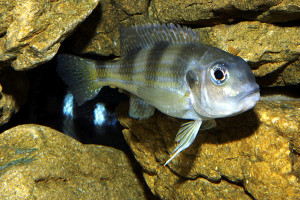 Limnochromis  auritus