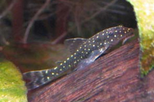 Parotocinclus haroldoi