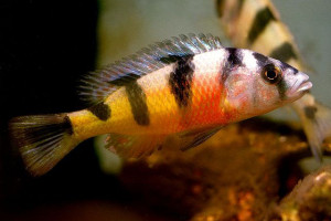 Haplochromis latifasciatus