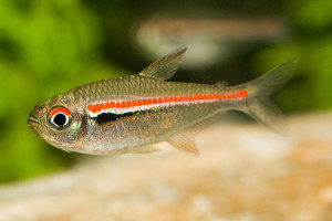 Hyphessobrycon heterorhabdus