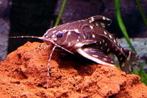 Hypodoras forficulatus 