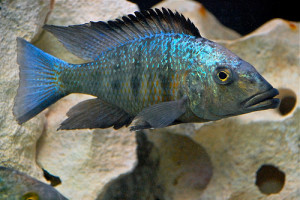 Fossorochromis rostratus