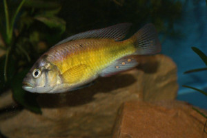 Haplochromis fischeri