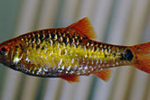 Puntius flavifuscus