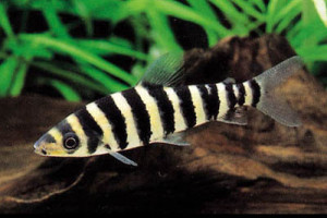 Leporinus fasciatus