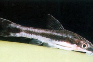 Otocinclus gibbosus