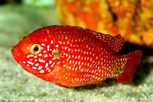 Hemichromis guttatus