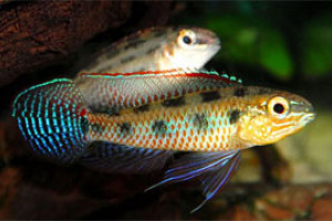 Dicrossus maculatus