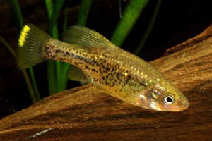 Chapalichthys pardalis