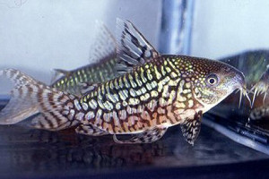 Corydoras geryi