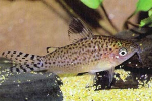 Corydoras mamore