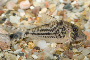 Corydoras vittatus