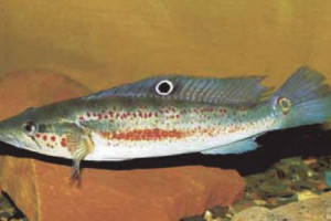 Crenicichla  labrina