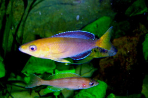 Cyprichromis leptosoma