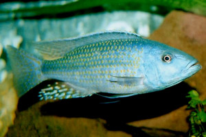 Dimidiochromis kiwinge