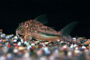 Corydoras filamentosus