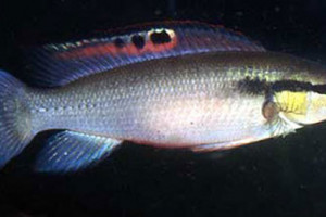 Crenicichla  prenda