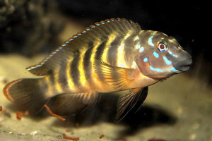 Eretmodus cyanostictus