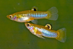 Poecilia caucana