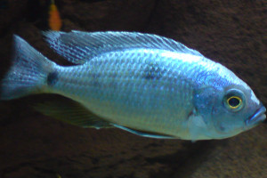 Copadichromis chrysonotus