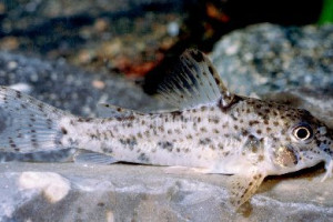 Corydoras flaveolus