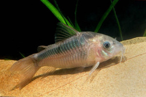 Corydoras rabauti