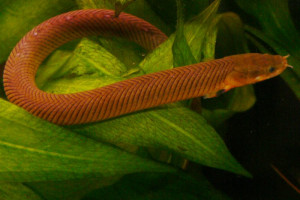 Erpetoichthys calabaricus