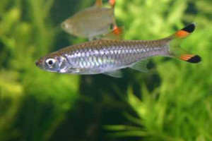 Rasbora caudimaculata