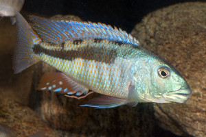 Champsochromis spilorhynchus