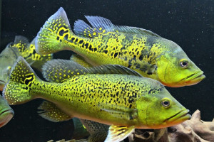 Cichla kelberi