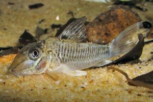 Corydoras geoffroy