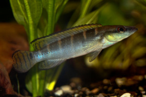 Crenicichla  compressiceps