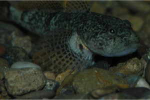 Cottus hispaniolensis