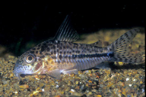 Corydoras sipaliwini