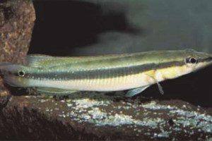 Crenicichla  multispinosa