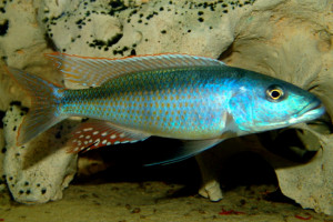 Champsochromis caeruleus