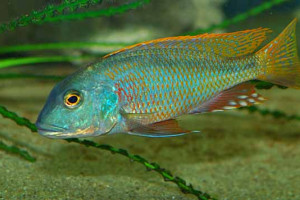 Buccochromis nototaenia