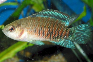 Badis siamensis