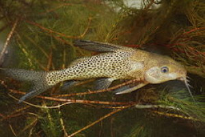 Synodontis batesii