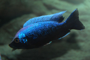 Copadichromis trewavasae