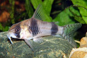 Corydoras tukano