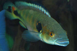 Crenicichla  lenticulata