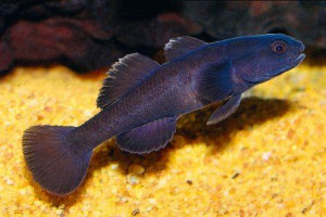 ZZ Mugilogobius sp black