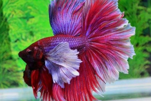 Betta splendens