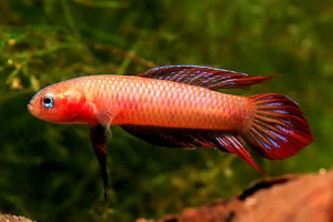 ZZ Betta sp. bangka