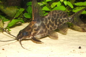 Synodontis alberti