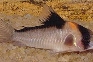 ZZ Corydoras sp. C121