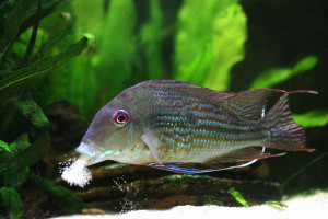 ZZ Geophagus species Tamanaco